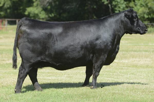 DONORS – Conley Cattle