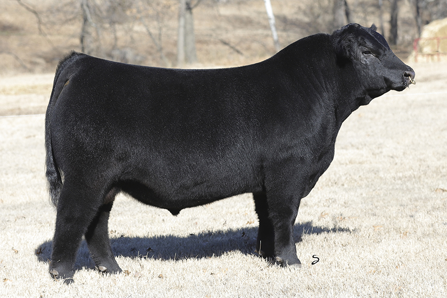 UPCOMING SALES – Conley Cattle