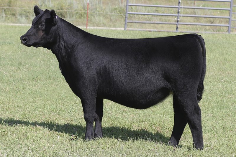 2021 Fall Production Sale – Conley Cattle