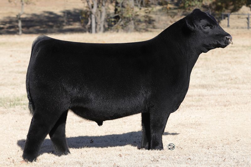 2022 Annual Bull Sale – Conley Cattle