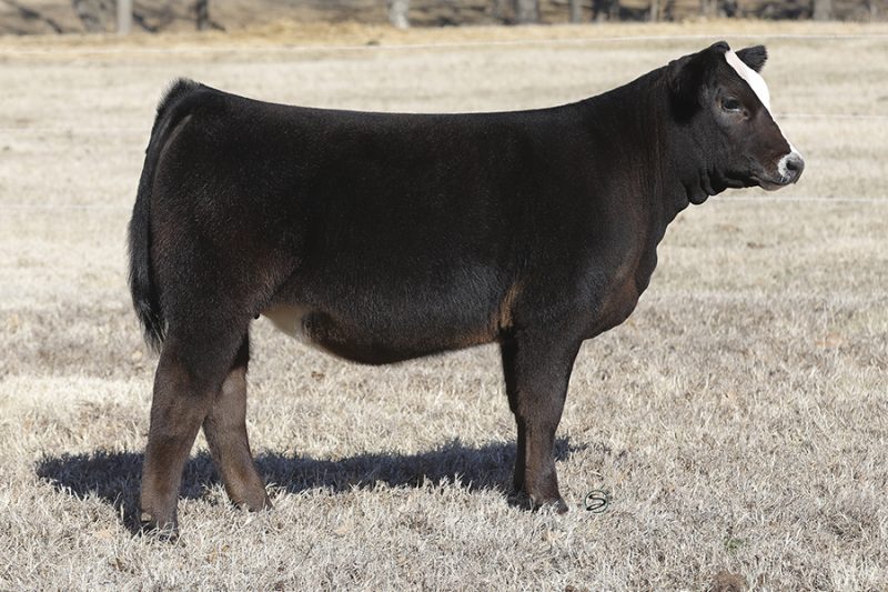 2022 Spring Production Sale – Conley Cattle