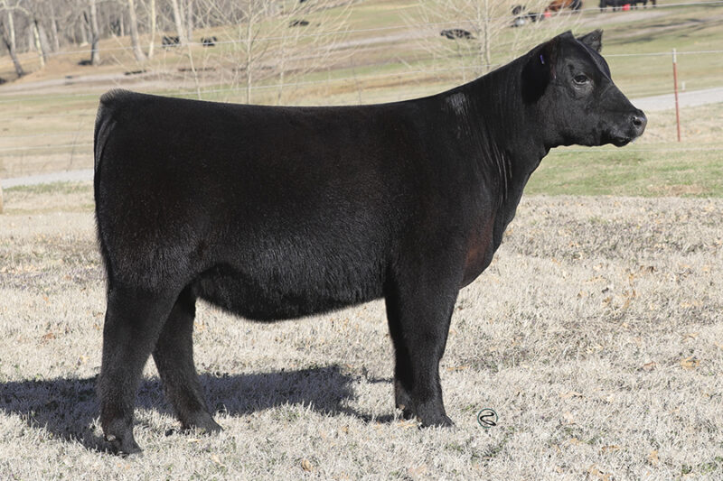 2023 Spring Production Sale – Conley Cattle