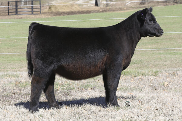 2023 Spring Production Sale – Conley Cattle