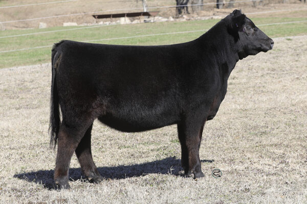 2023 Spring Production Sale – Conley Cattle