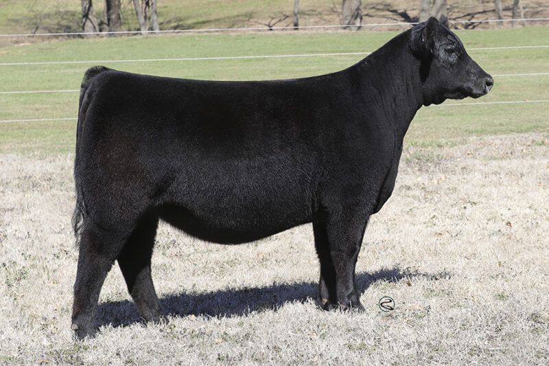 2023 Spring Production Sale – Conley Cattle