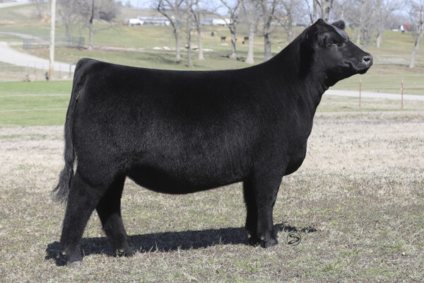 2023 Spring Production Sale – Conley Cattle