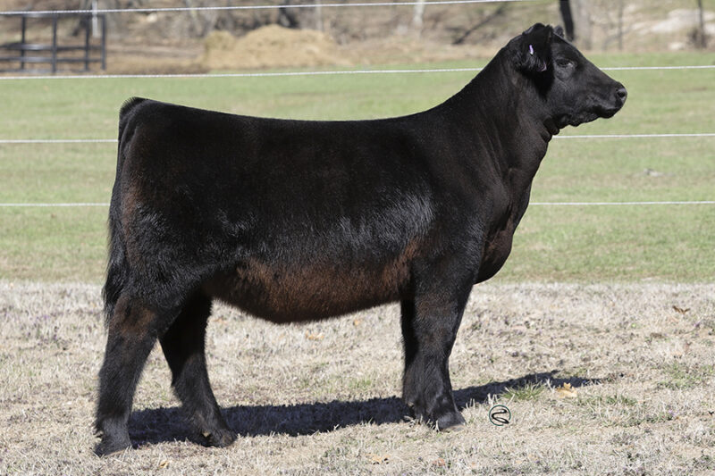 2023 Spring Production Sale – Conley Cattle