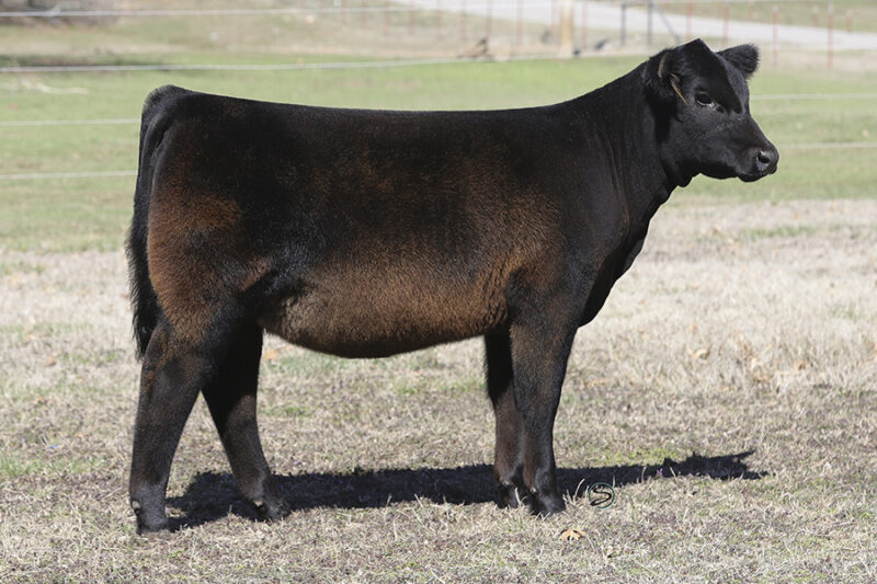 2023 Spring Production Sale – Conley Cattle