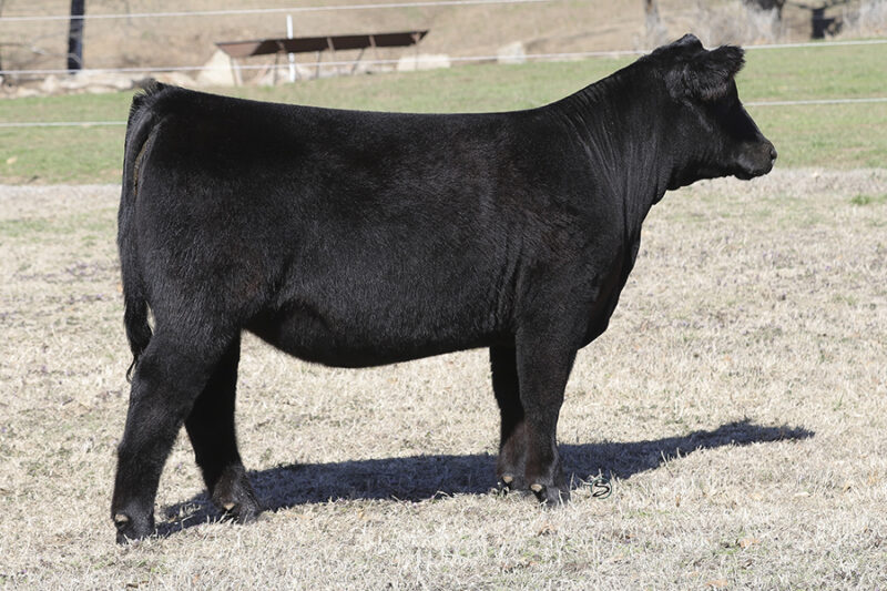 2023 Spring Production Sale – Conley Cattle